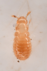 Pselaphinae