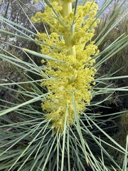 Aciphylla scott-thomsonii