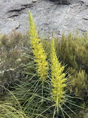 Aciphylla scott-thomsonii