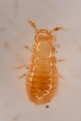 Pselaphinae