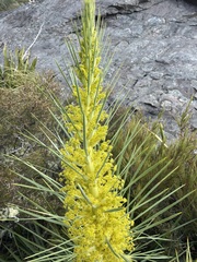 Aciphylla scott-thomsonii