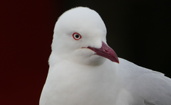 Chroicocephalus novaehollandiae