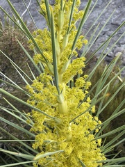 Aciphylla scott-thomsonii
