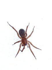 Agroeca ornata