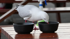 Chroicocephalus novaehollandiae