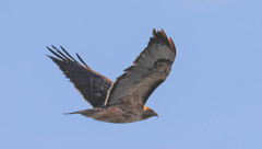 Buteo jamaicensis