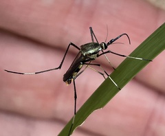Toxorhynchites speciosus