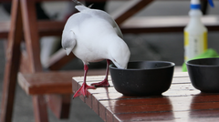 Chroicocephalus novaehollandiae