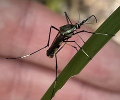 Toxorhynchites speciosus