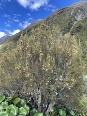 Dracophyllum