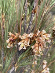 Dracophyllum