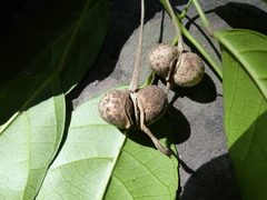 Cleidion spiciflorum