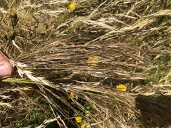 Austrostipa pubinodis