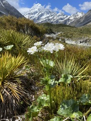 Ranunculus lyallii