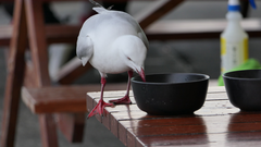 Chroicocephalus novaehollandiae