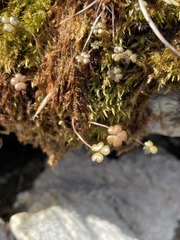 Hydrocotyle sulcata