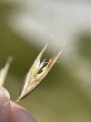 Rytidosperma setifolium