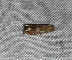 Epiblema abruptana