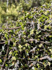 Pittosporum anomalum