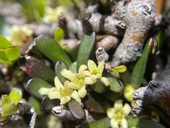 Pittosporum anomalum