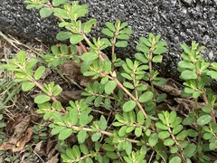 Euphorbia humistrata