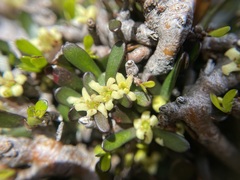 Pittosporum anomalum