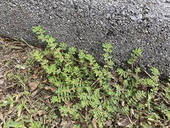 Euphorbia humistrata