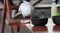 Chroicocephalus novaehollandiae