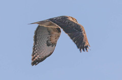 Buteo jamaicensis