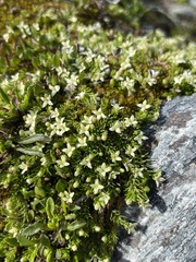 Galium perpusillum