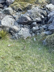 Anthus novaeseelandiae