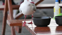 Chroicocephalus novaehollandiae