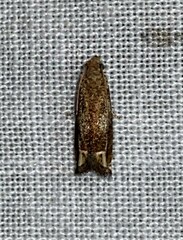 Epiblema abruptana