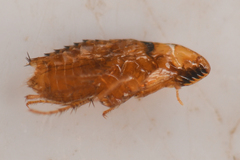 Siphonaptera