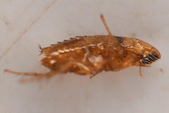 Siphonaptera