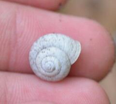 Polygyrinae