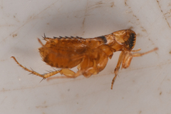 Siphonaptera