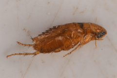 Siphonaptera