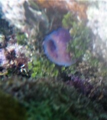 Callyspongia plicifera