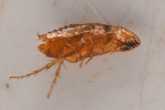 Siphonaptera