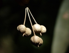 Cleidion spiciflorum