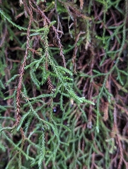 Selaginella oregana