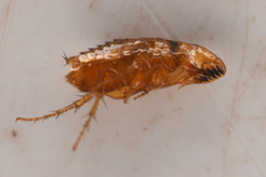 Siphonaptera