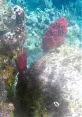 Amphimedon compressa