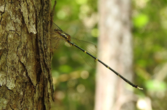 Episynlestes albicaudus