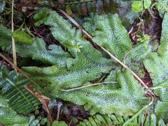 Conocephalum conicum