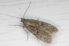 Vitula edmandsii