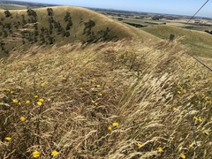 Austrostipa pubinodis