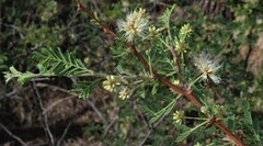 Mimosa aculeaticarpa biuncifera