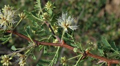 Mimosa aculeaticarpa biuncifera